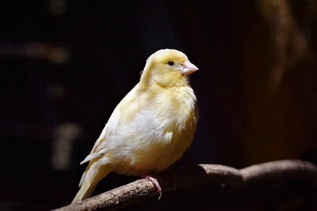 A photo of a canary bird.